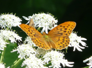P1050254