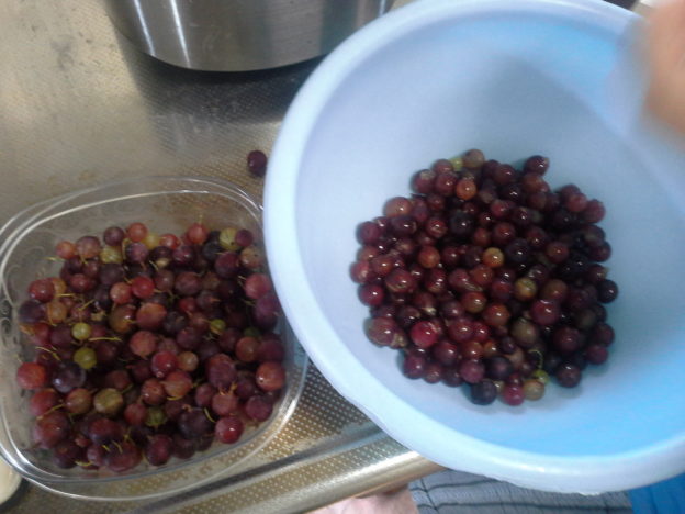 Stachelbeeren